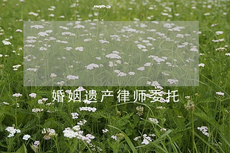 婚姻遗产律师委托 婚姻遗产律师委托