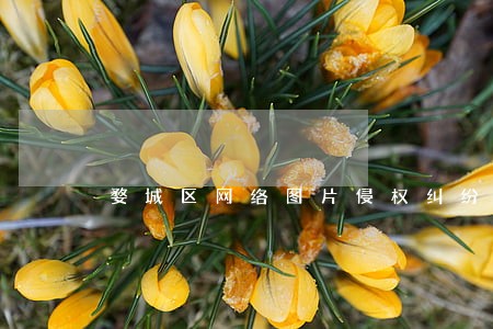 婺城区网络图片侵权纠纷处理律师 婺城区网络图片侵权纠纷处理律师