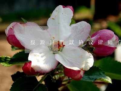 婺源县借款协议律师介绍 婺源县借款协议律师介绍