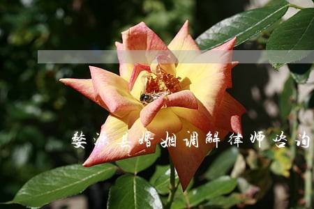 婺源县婚姻调解律师咨询 婺源县婚姻调解律师咨询