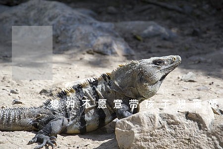 媳妇不愿意带孩子想离婚 媳妇不愿意带孩子想离婚