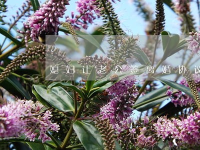 媳妇让老公签离婚协议 媳妇让老公签离婚协议