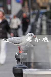 嫁外地离婚户口独立吗