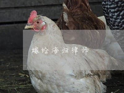 嫁给海归律师 嫁给海归律师
