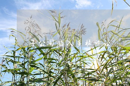 子公司陷入多桩诉讼 子公司陷入多桩诉讼