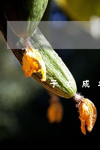 子女成年离婚协议书简写 子女成年离婚协议书简写