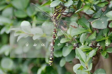 孕妇信用卡逾期怎么跟银行沟通 孕妇信用卡逾期怎么跟银行沟通