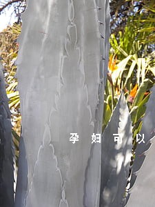 孕妇可以延迟法院开庭吗 孕妇可以延迟法院开庭吗