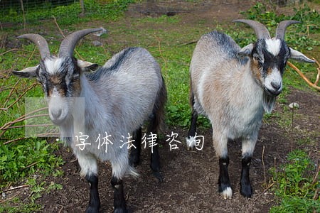 字体法律咨询