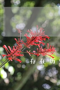 存在历史逾期信用记录一般 存在历史逾期信用记录一般