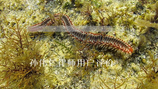 孙伟仁律师用户评价