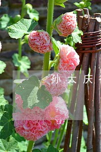孙大庆律师网