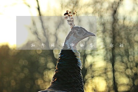 孙彦丽律师解答了你好 孙彦丽律师解答了你好