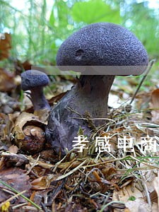 孝感电商打假律师 孝感电商打假律师