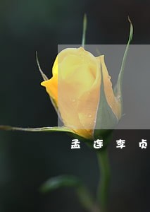 孟连李贞蓉 孟连李贞蓉