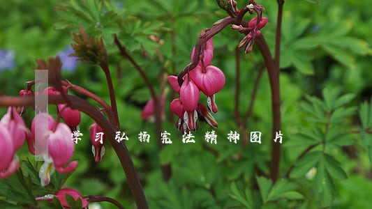 学习弘扬宪法精神图片 学习弘扬宪法精神图片