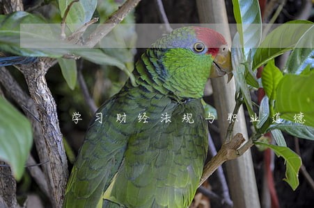 学习财经法规与职业道德的体会 学习财经法规与职业道德的体会