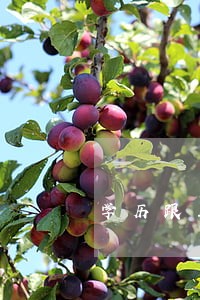 学历跟工资挂钩劳动法规定 学历跟工资挂钩劳动法规定