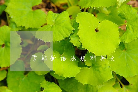 学好新语法规则英文