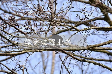 学宪法强业务