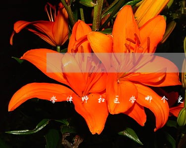 学律师和医学哪个更赚钱 学律师和医学哪个更赚钱