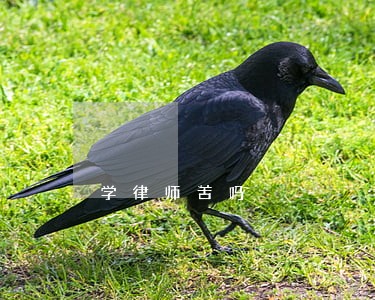 学律师苦吗 学律师苦吗