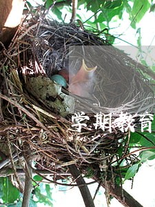 学期教育政策与法规作业