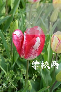 学校两个星期放一次假违法吗 学校两个星期放一次假违法吗