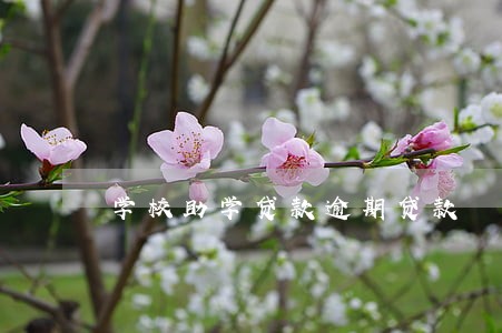 学校助学贷款逾期贷款