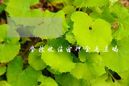 学校收住宿押金违法吗 学校收住宿押金违法吗