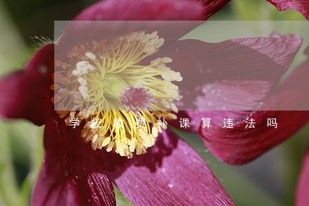 学校收费补课算违法吗 学校收费补课算违法吗
