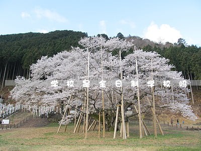学校是全日制学校吗