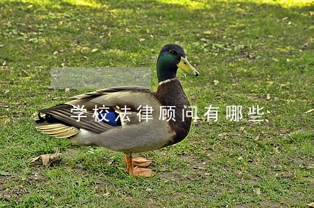 学校法律顾问有哪些 学校法律顾问有哪些
