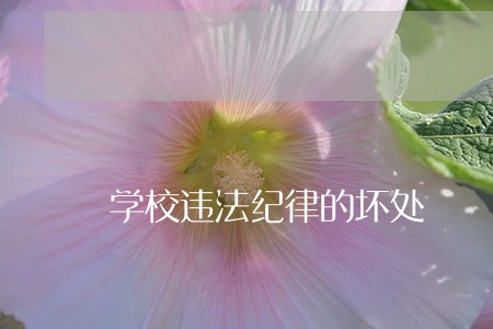 学校违法纪律的坏处 学校违法纪律的坏处