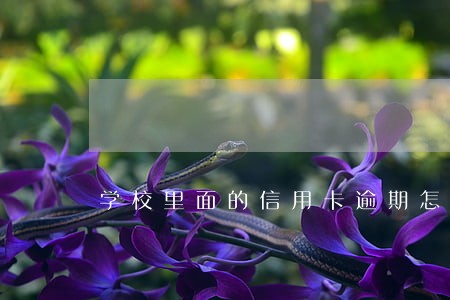 学校里面的信用卡逾期怎么办 学校里面的信用卡逾期怎么办