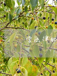 学法律都有律师证吗 学法律都有律师证吗