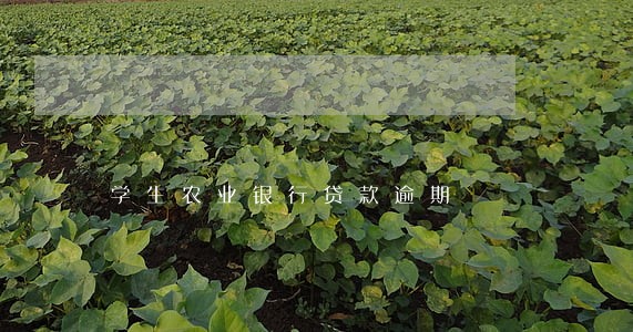 学生农业银行贷款逾期 学生农业银行贷款逾期