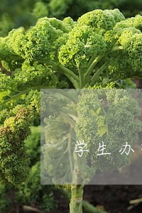 学生办理信用卡逾期怎么办 学生办理信用卡逾期怎么办