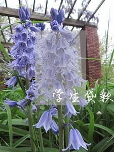 学生贷款逾期怎么消除 学生贷款逾期怎么消除