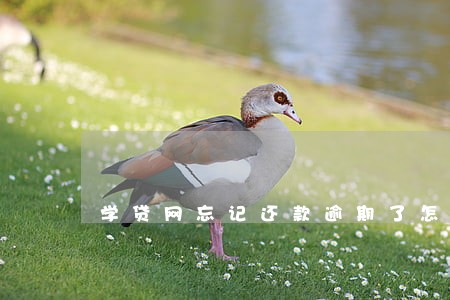 学贷网忘记还款逾期了怎么办 学贷网忘记还款逾期了怎么办
