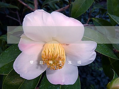 孽息司法冻结 孽息司法冻结