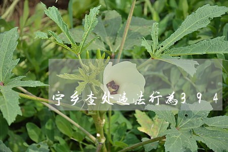 宁乡查处违法行为394起 宁乡查处违法行为394起
