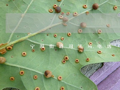 宁围街道司法所电话 宁围街道司法所电话