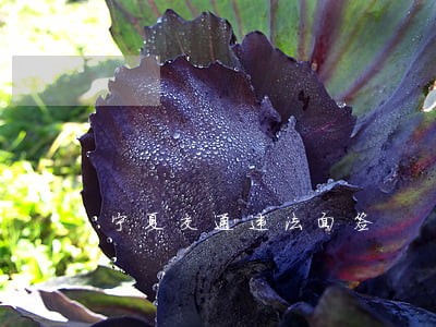 宁夏交通违法面签