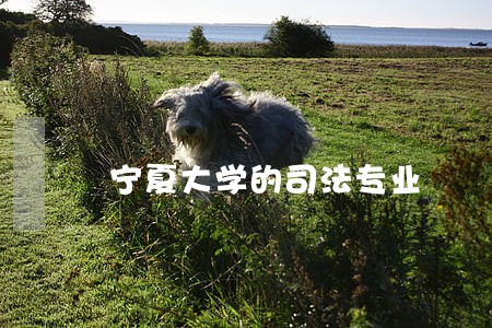 宁夏大学的司法专业