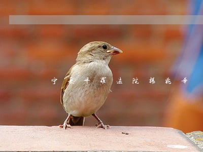 宁夏平罗法院杨兆华 宁夏平罗法院杨兆华