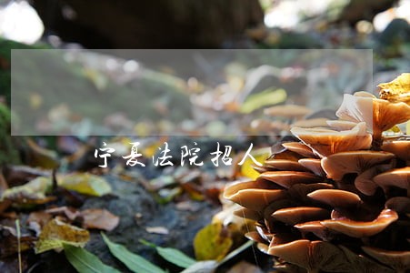 宁夏法院招人 宁夏法院招人