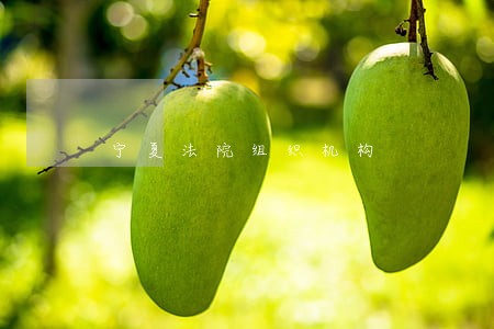 宁夏法院组织机构