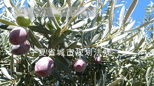 宁夏省城市规划法规