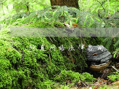 宁夏网络法律咨询 宁夏网络法律咨询